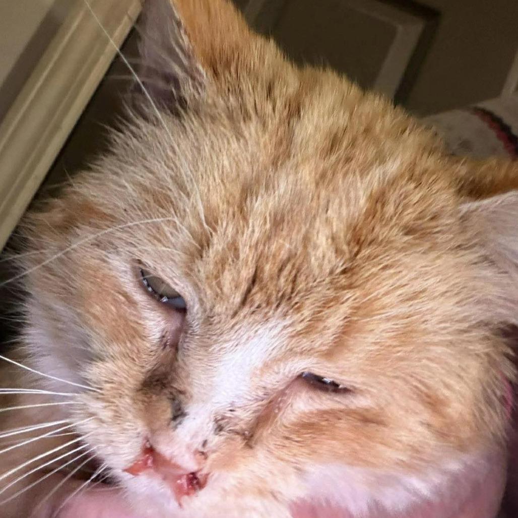 Enlarge Levi, a Adoptable Domestic Short Hair in Winchester, VA image 2/3