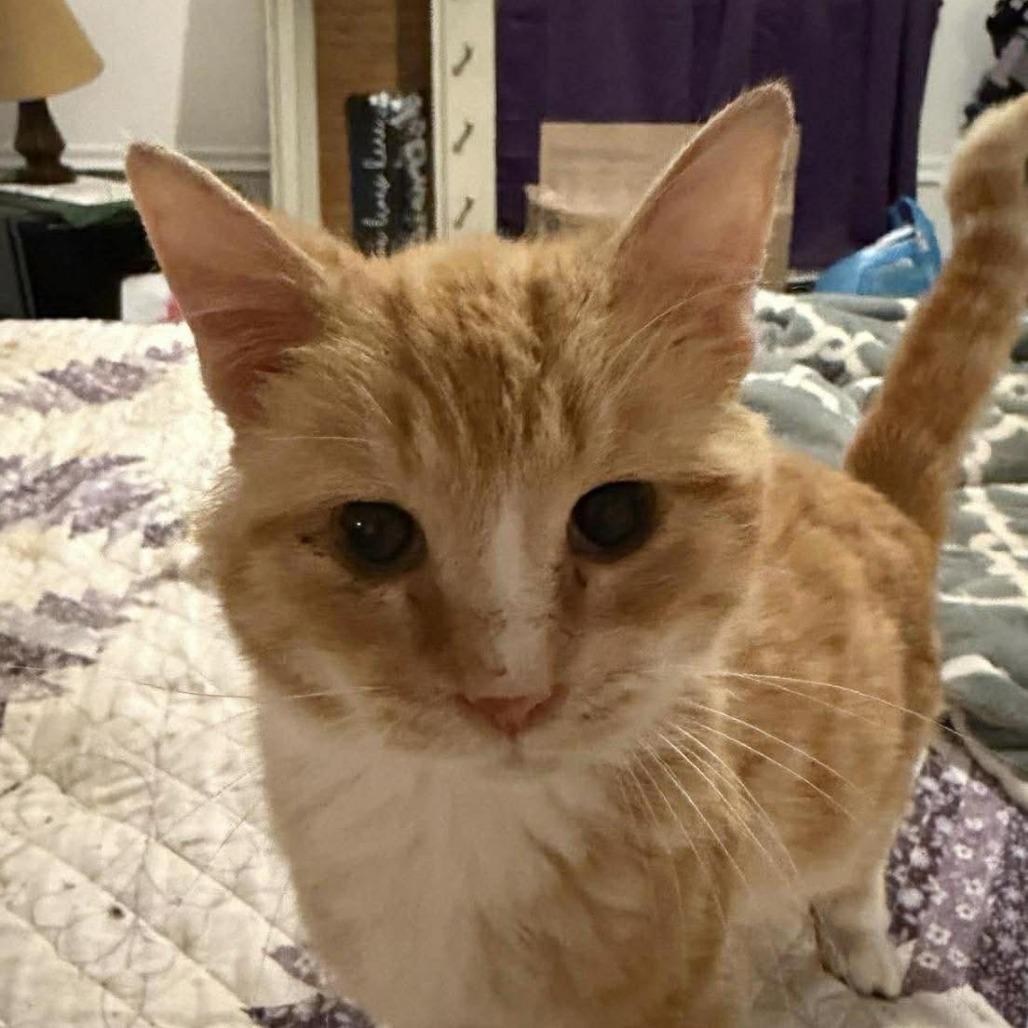 Enlarge Levi, a Adoptable Domestic Short Hair in Winchester, VA image 3/3
