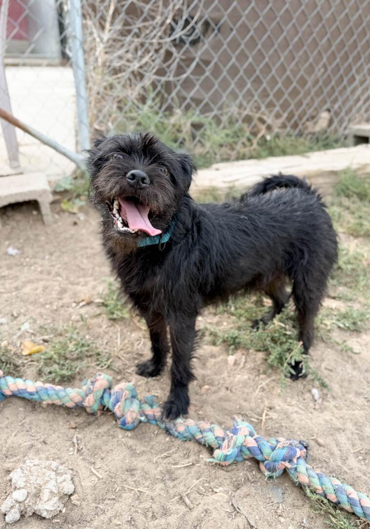 Taz, Adoptable, Young Male Terrier & Mixed Breed.