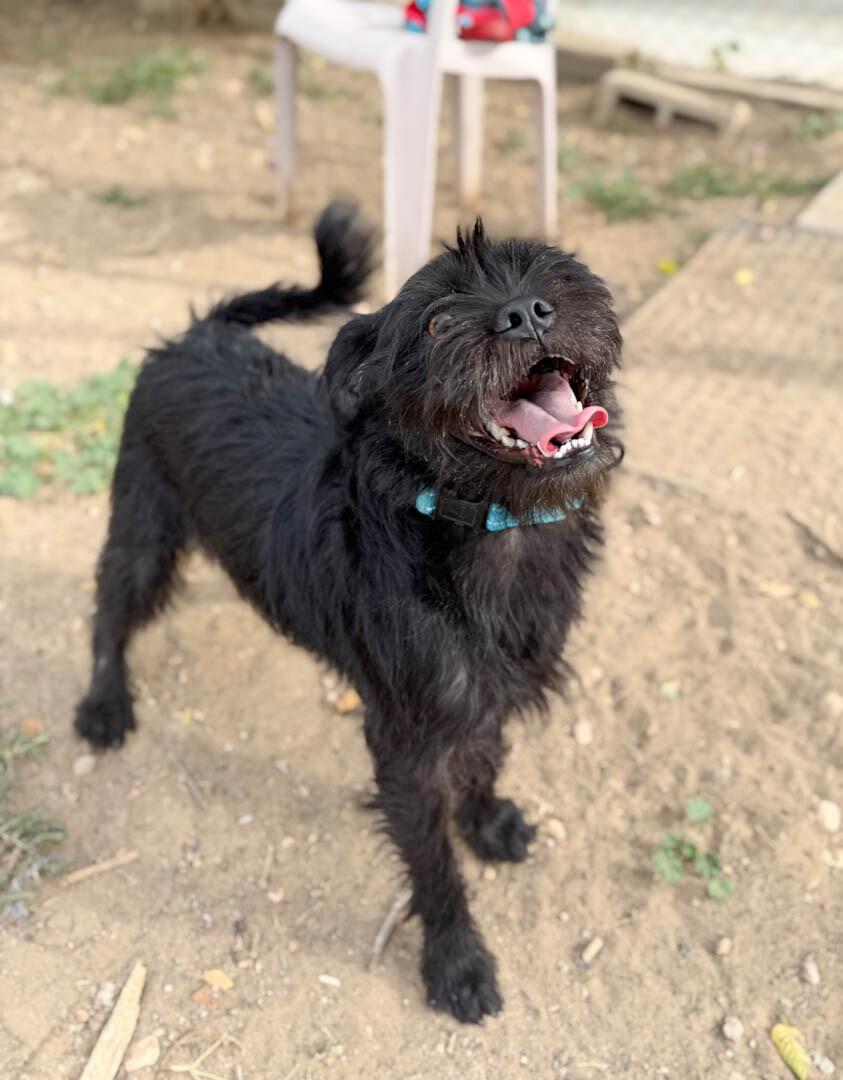 Enlarge Taz, a Adoptable mixed breed in Windsor, CO image 2/3