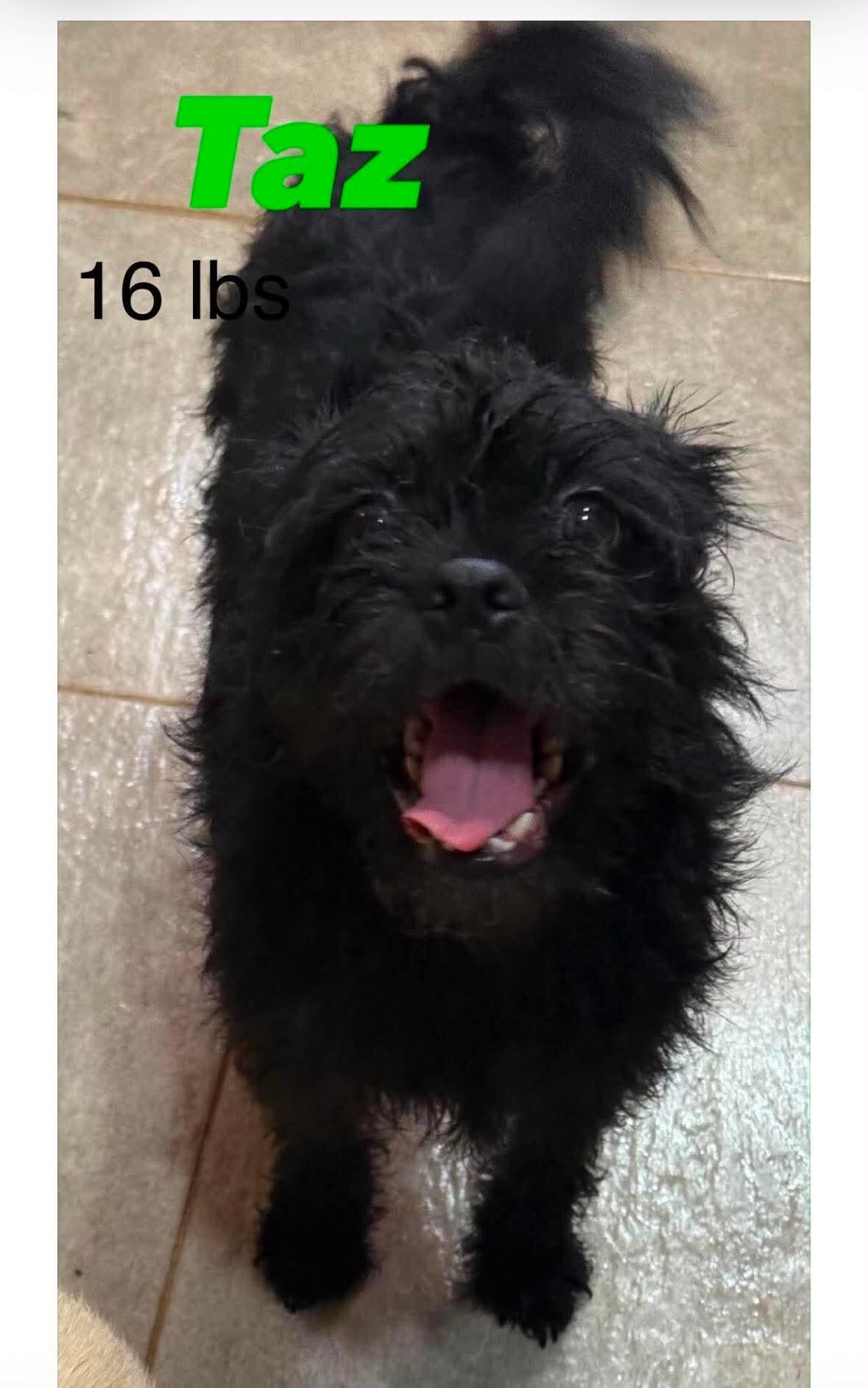 Enlarge Taz, a Adoptable mixed breed in Windsor, CO image 3/3