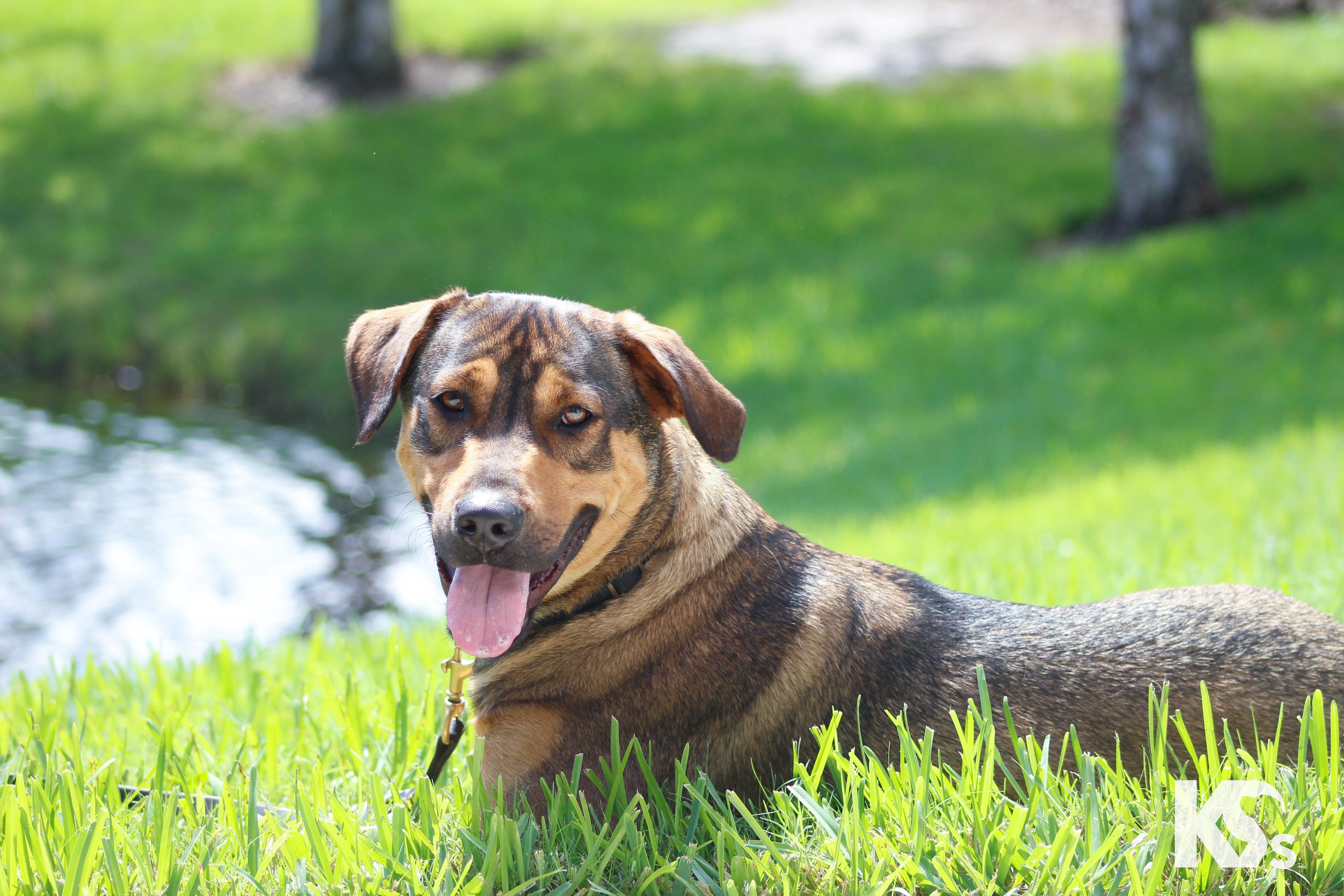 Enlarge Torque, a Adoptable mixed breed in Ponte Vedra, FL image 5/6