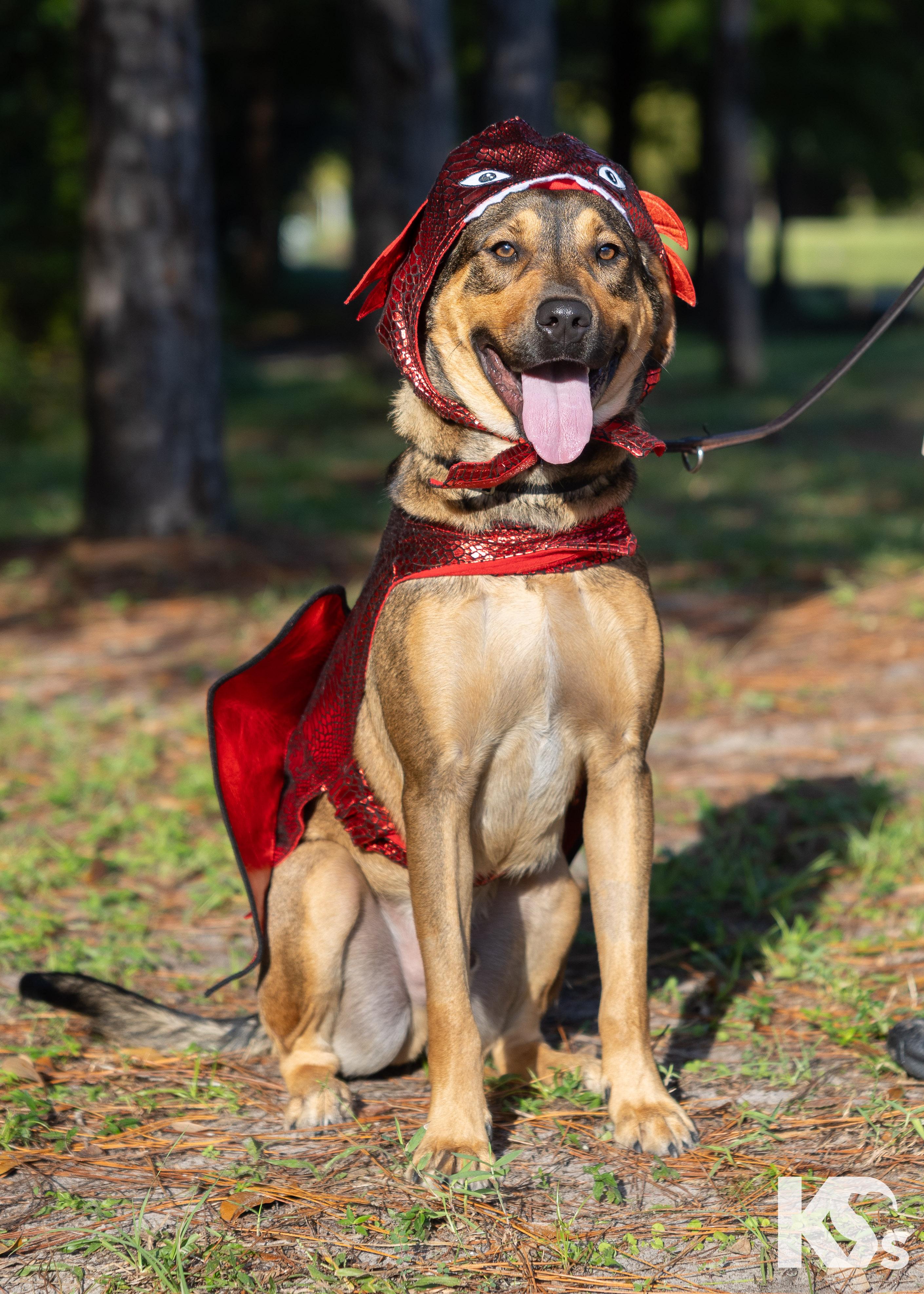 Torque, Adoptable, Young Male German Shepherd Dog & Hound.