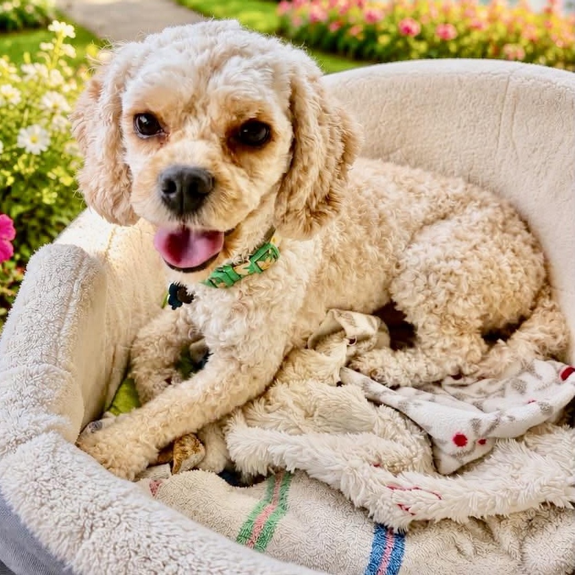 Enlarge Titan Turner, a Adoptable Cavachon in Plano, TX image 1/1