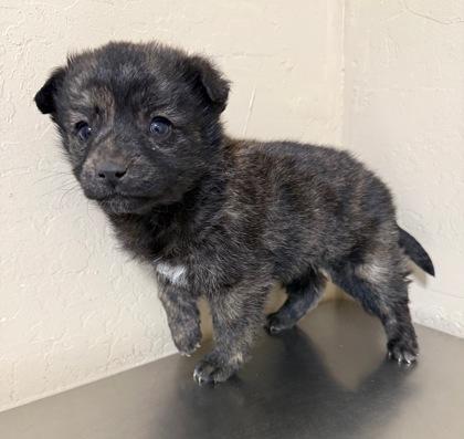 Enlarge Sachi, a Adoptable mixed breed in Flagstaff, AZ image 3/3