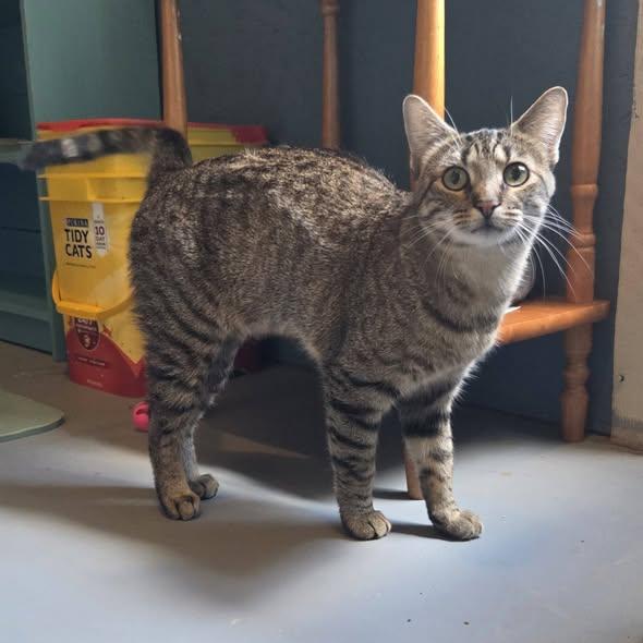Enlarge Reese, an adopted Tabby in Okemah, OK image 4/6