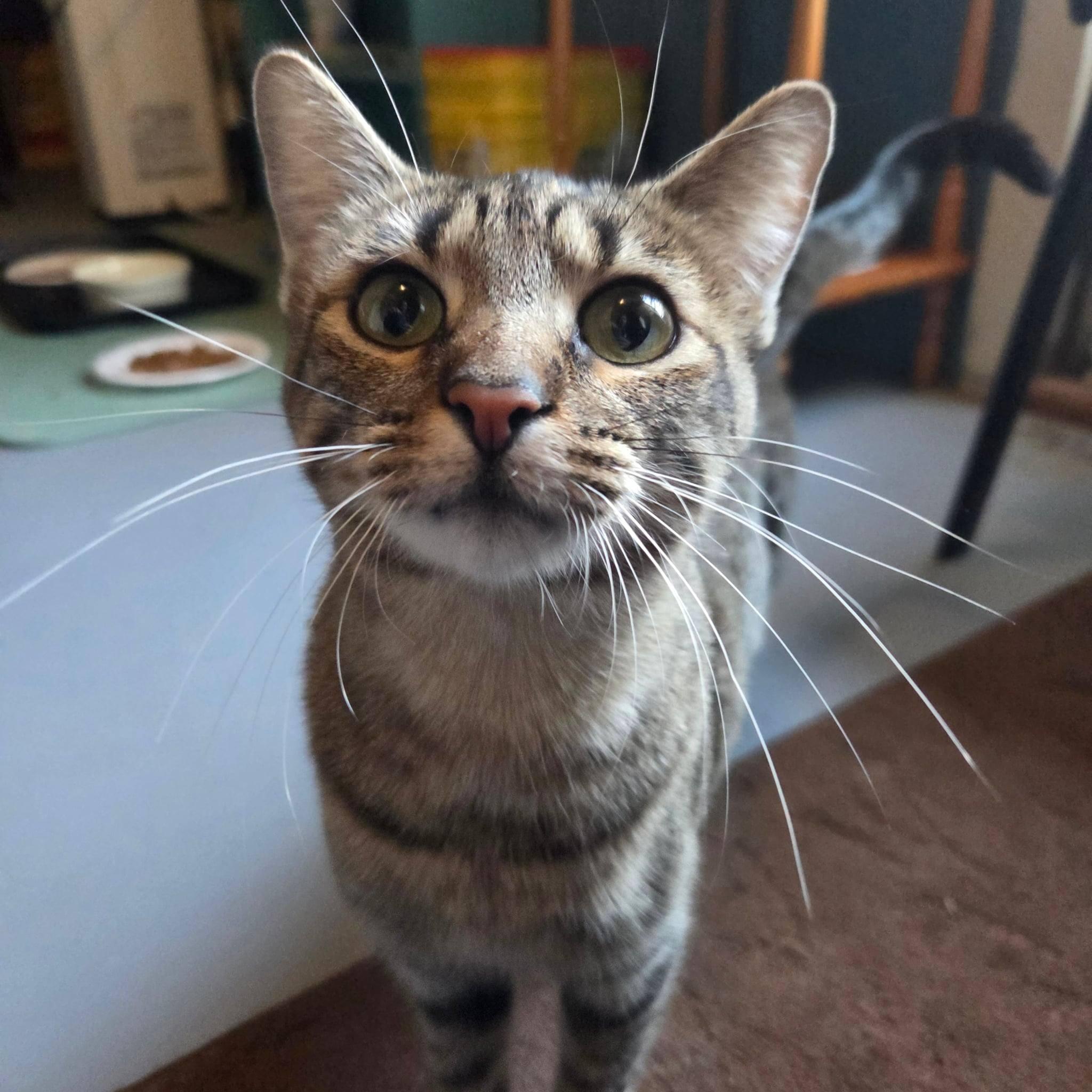 Enlarge Reese, an adopted Tabby in Okemah, OK image 5/6