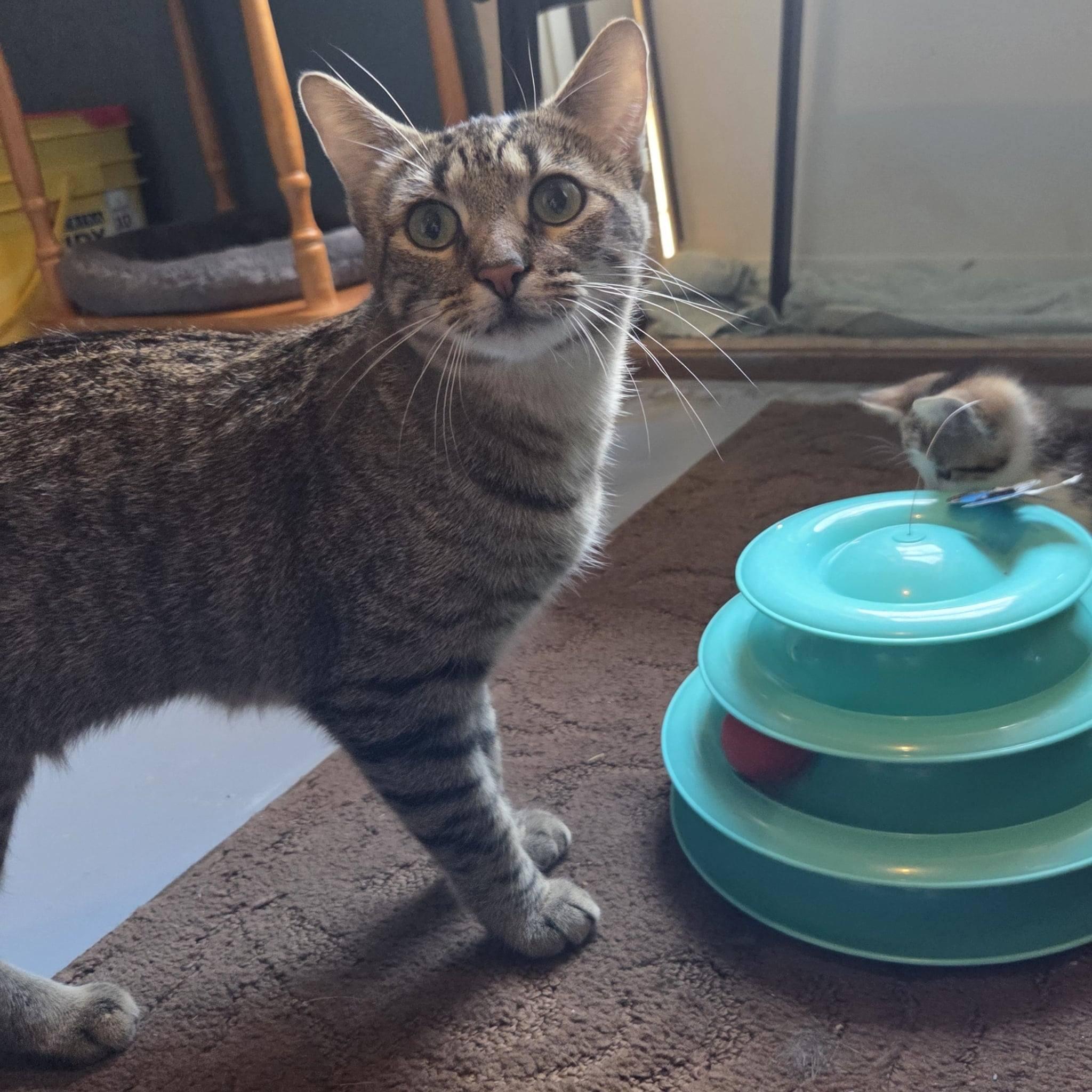 Enlarge Reese, an adopted Tabby in Okemah, OK image 6/6