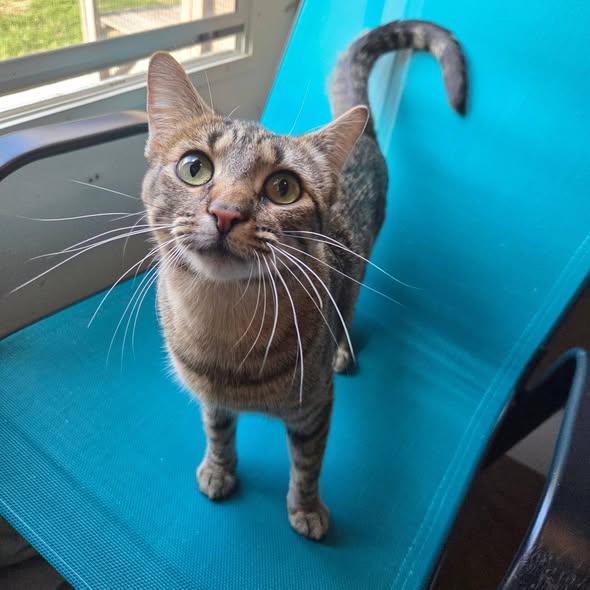 Enlarge Reese, an adopted Tabby in Okemah, OK image 2/6