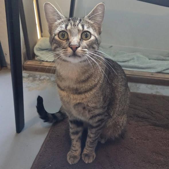 Enlarge Reese, an adopted Tabby in Okemah, OK image 1/6