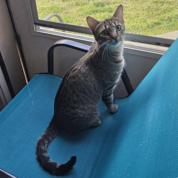 Enlarge Reese, an adopted Tabby in Okemah, OK image 3/6