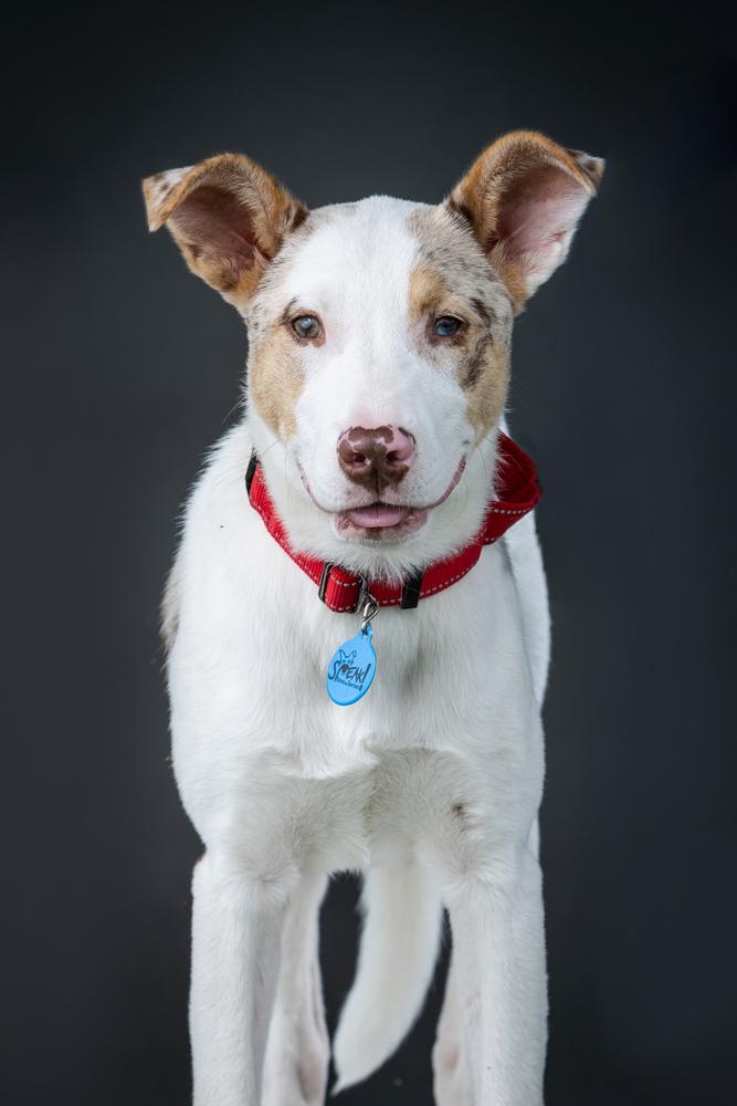 Audrey, Adoptable, Puppy Female Australian Shepherd & Husky.