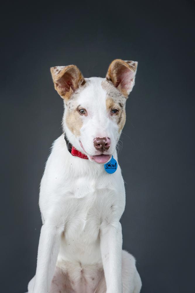 Enlarge Audrey, a Adoptable mixed breed in Troy, IL image 2/5