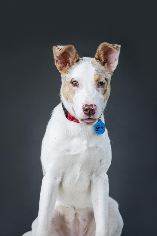 Enlarge Audrey, a Adoptable mixed breed in Troy, IL image 3/5