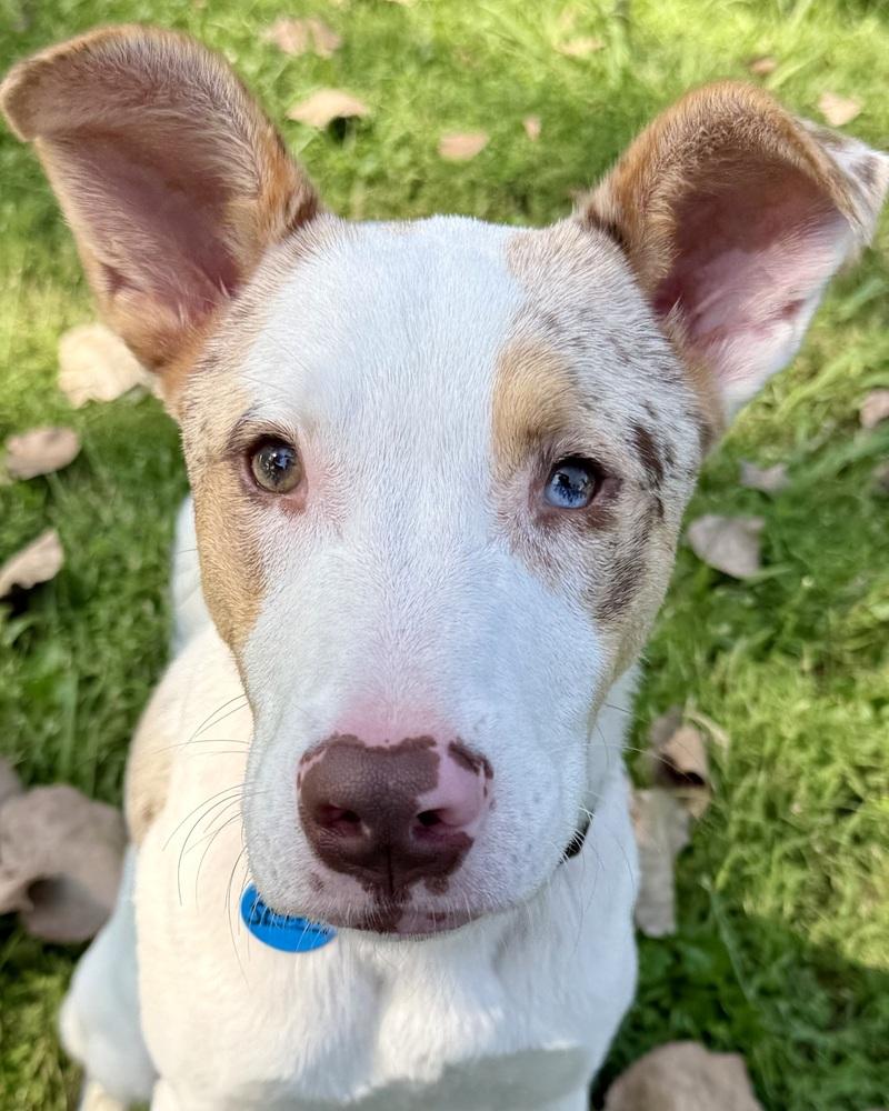 Enlarge Audrey, a Adoptable mixed breed in Troy, IL image 4/5