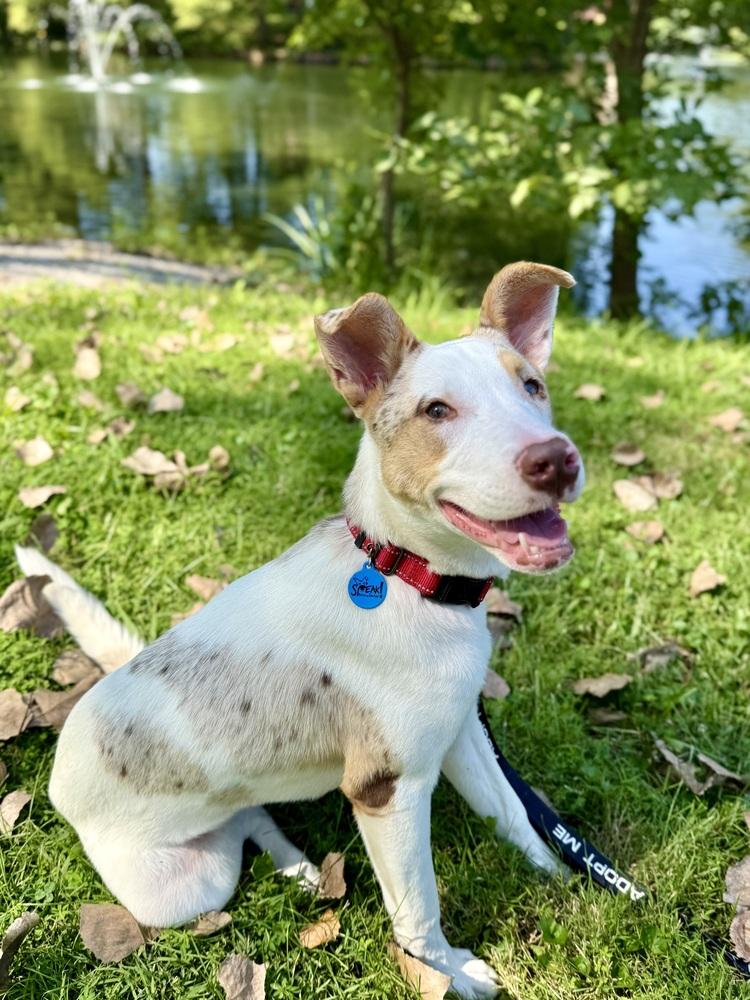 Enlarge Audrey, a Adoptable mixed breed in Troy, IL image 5/5