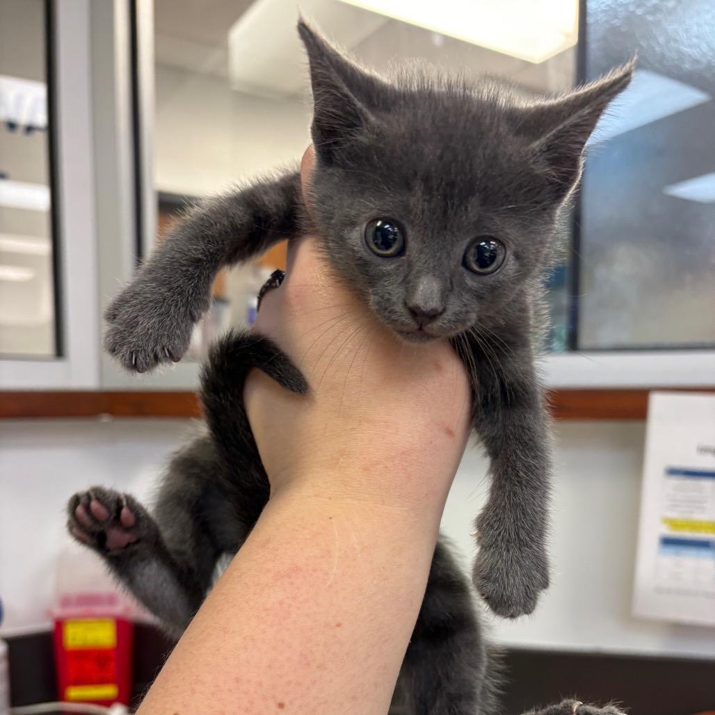 Enlarge Cetus, a Adoptable Domestic Short Hair in Columbus, GA image 1/1