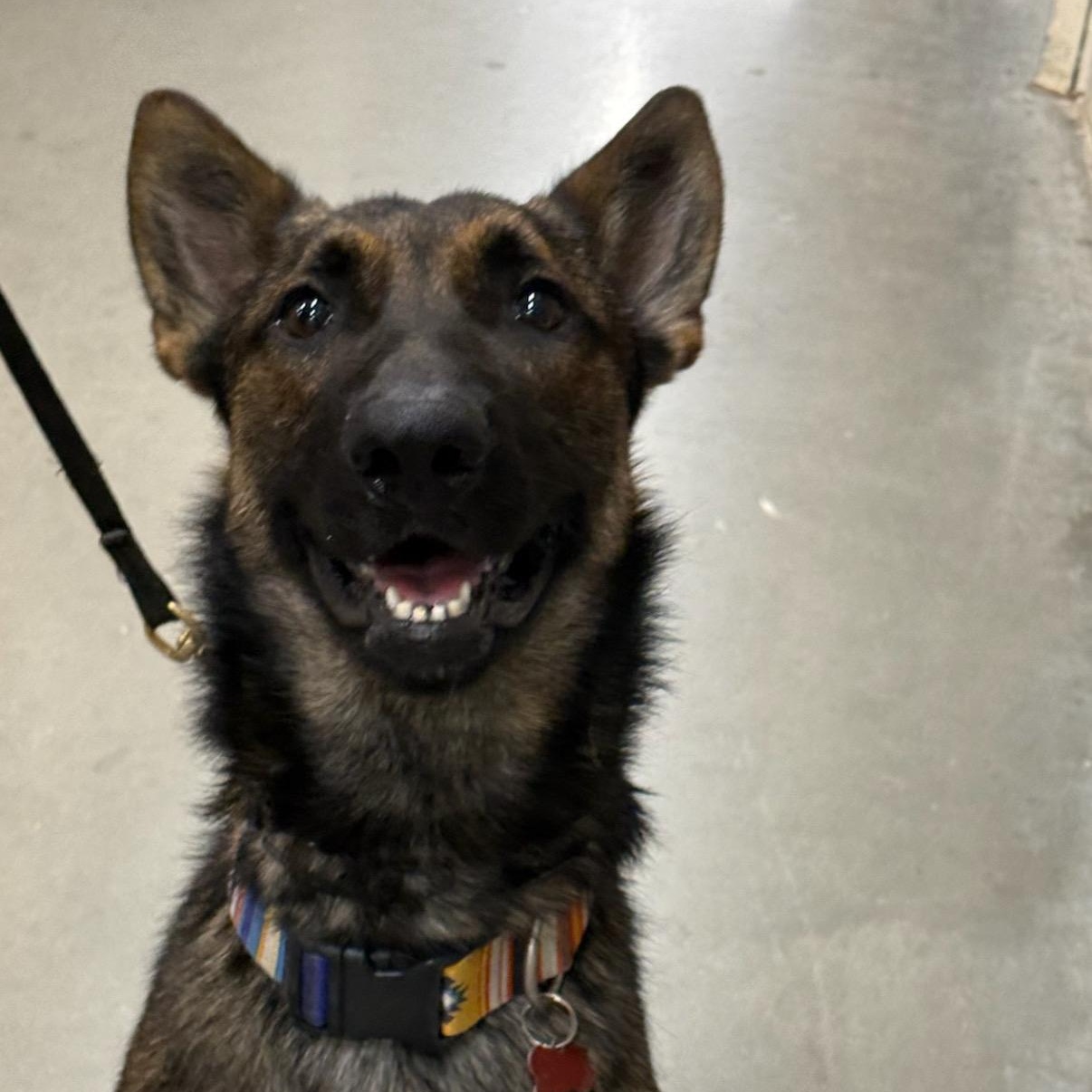 Enlarge Lucas, a Adoptable Belgian Shepherd / Malinois in Brentwood, TN image 2/4