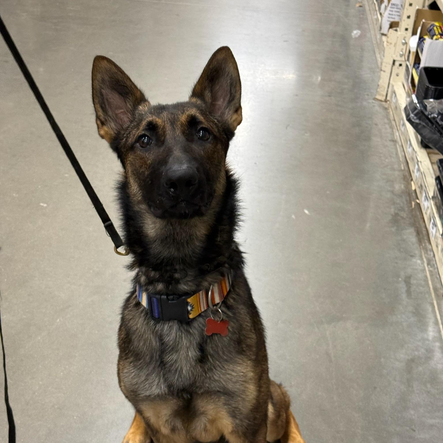 Enlarge Lucas, a Adoptable Belgian Shepherd / Malinois in Brentwood, TN image 1/4