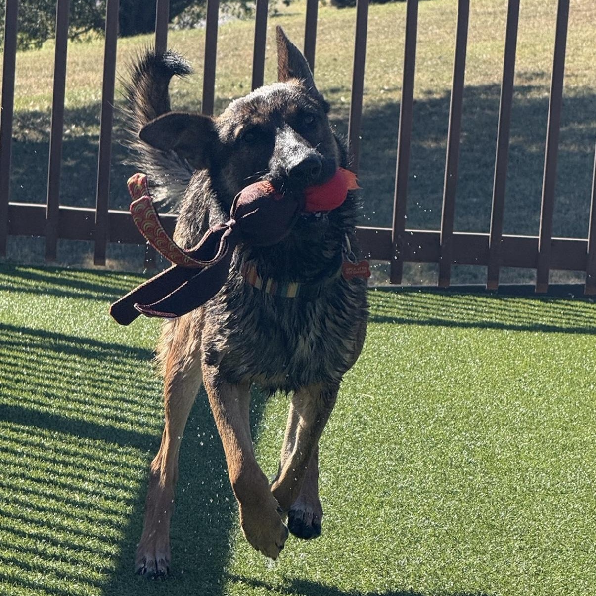 Enlarge Lucas, a Adoptable Belgian Shepherd / Malinois in Brentwood, TN image 3/4