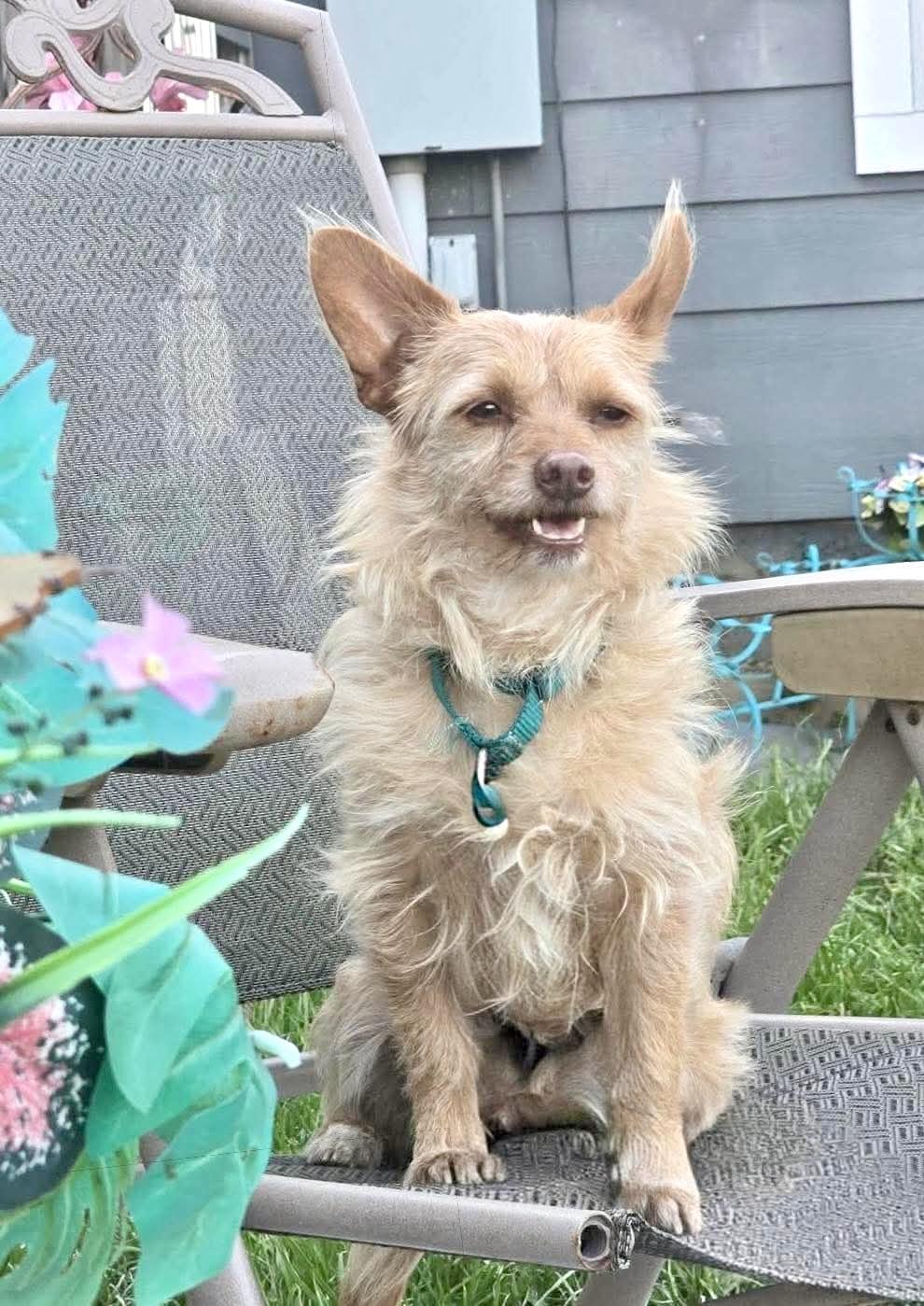 Enlarge Kemp the perfect lovable scruffy dude, a Adoptable mixed breed in Lockhart, TX image 4/6
