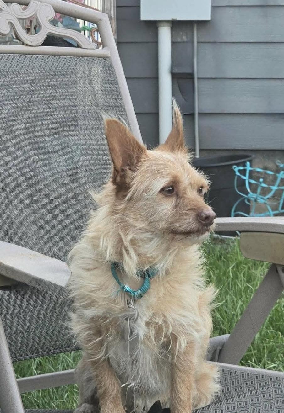 Enlarge Kemp the perfect lovable scruffy dude, a Adoptable mixed breed in Lockhart, TX image 5/6