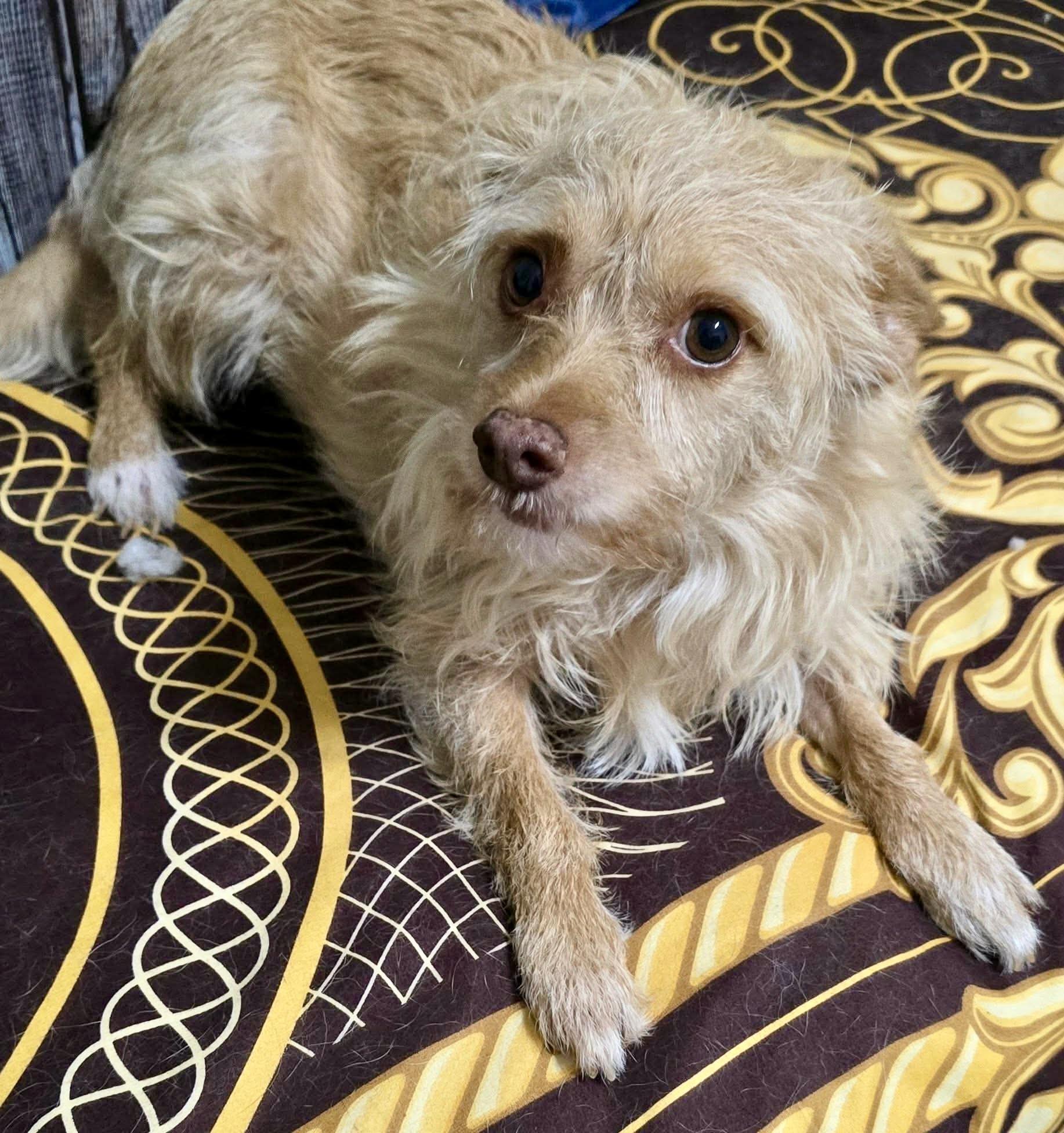 Enlarge Kemp the perfect lovable scruffy dude, a Adoptable mixed breed in Lockhart, TX image 2/6