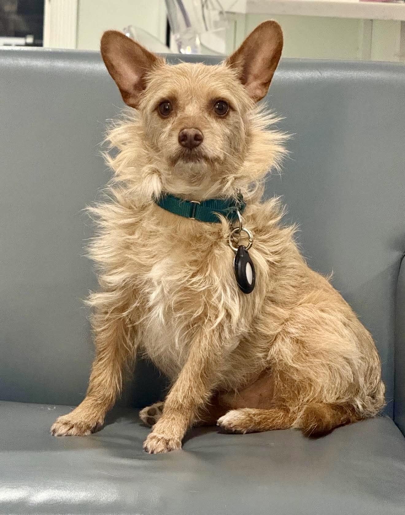 Enlarge Kemp the perfect lovable scruffy dude, a Adoptable mixed breed in Lockhart, TX image 3/6