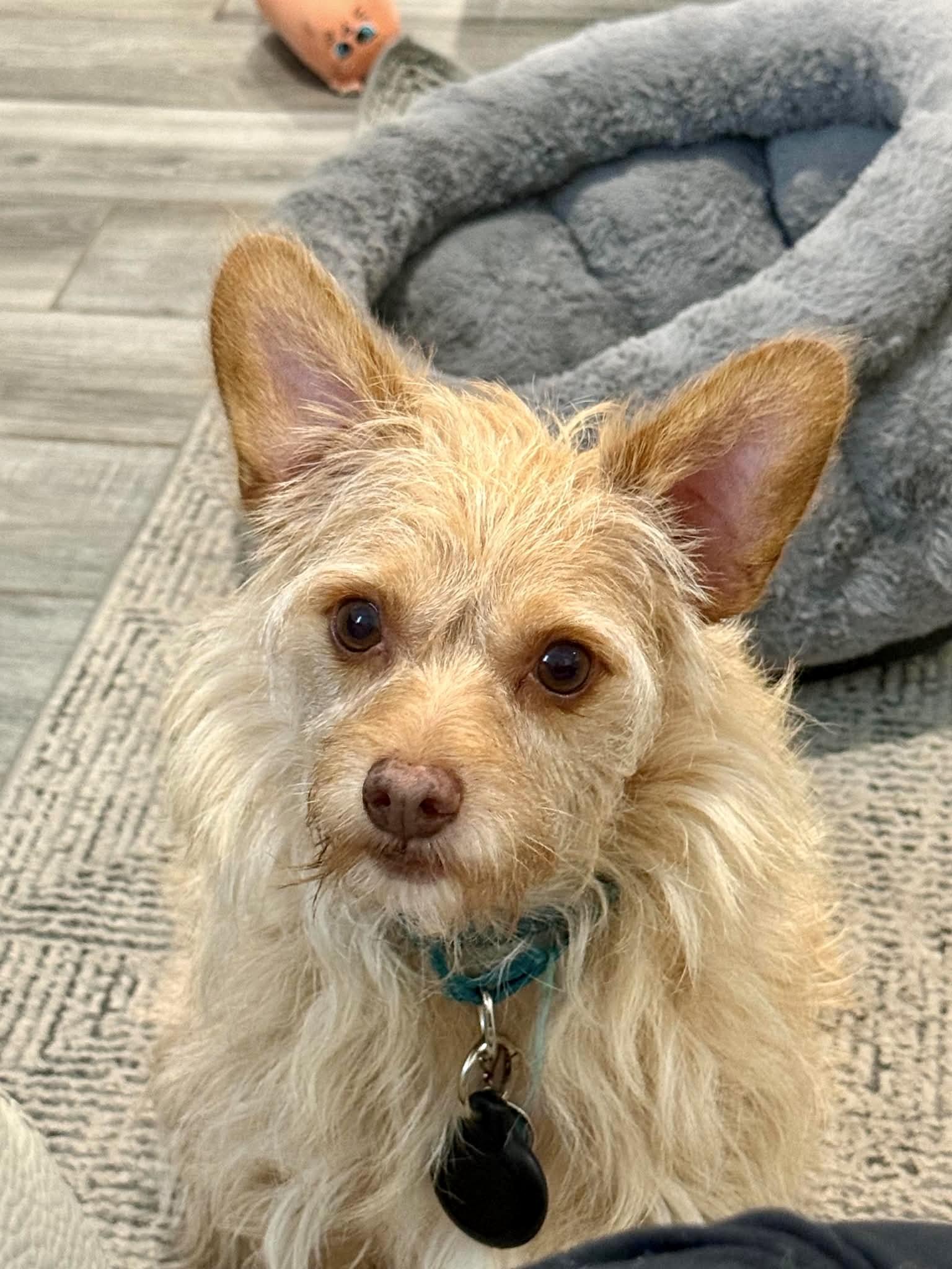 Enlarge Kemp the perfect lovable scruffy dude, a Adoptable mixed breed in Lockhart, TX image 1/6