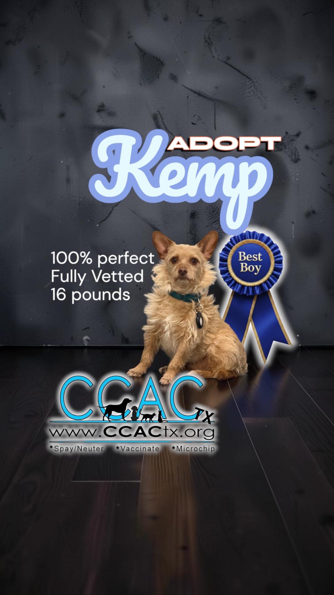 Enlarge Kemp the perfect lovable scruffy dude, a Adoptable mixed breed in Lockhart, TX image 6/6