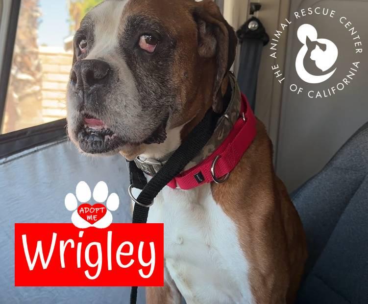 Enlarge Wrigley, a ADOPTABLE Boxer in Coachella, CA image 3/5