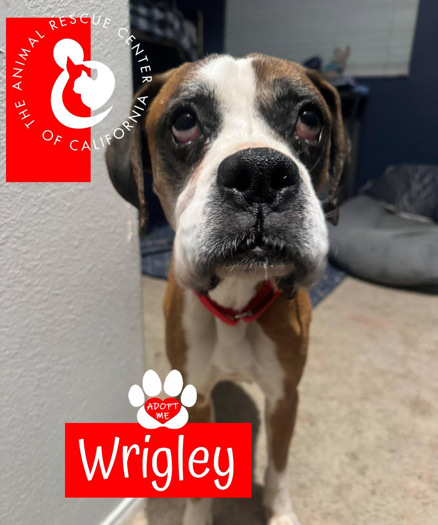 Enlarge Wrigley, a ADOPTABLE Boxer in Coachella, CA image 2/5
