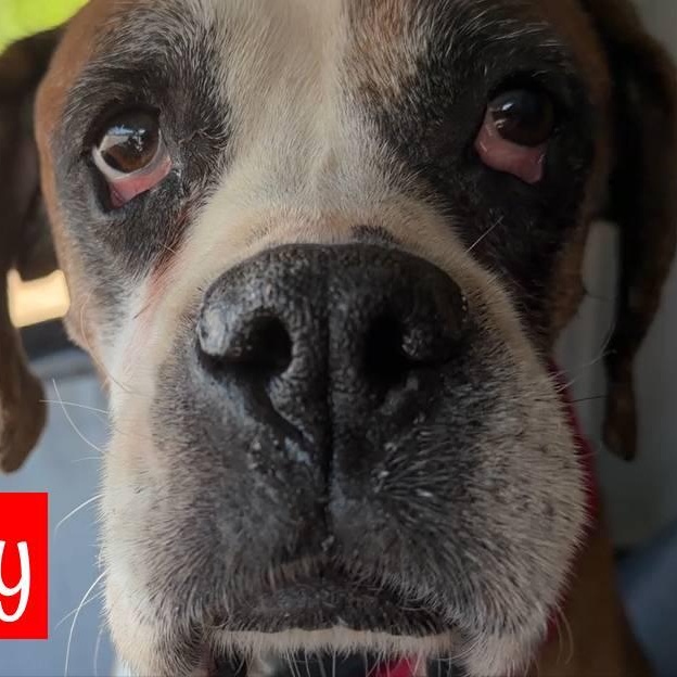 Enlarge Wrigley, a ADOPTABLE Boxer in Coachella, CA image 1/5