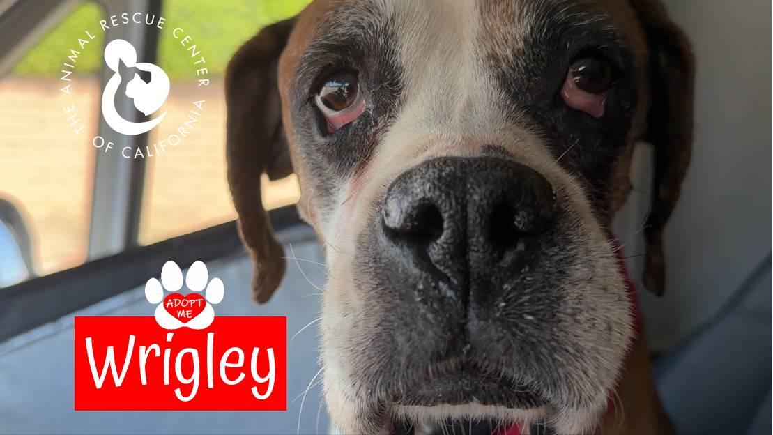 Enlarge Wrigley, a ADOPTABLE Boxer in Coachella, CA image 4/5