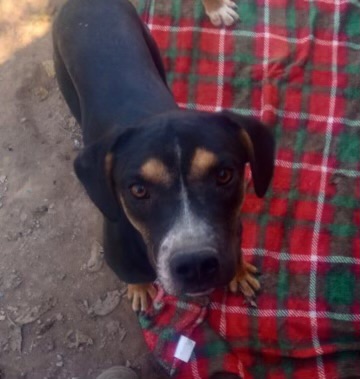 Enlarge Paige, a Adoptable mixed breed in East Dundee , IL image 2/3