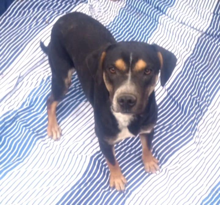 Paige, Adoptable, Young Female Rottweiler & Doberman Pinscher.