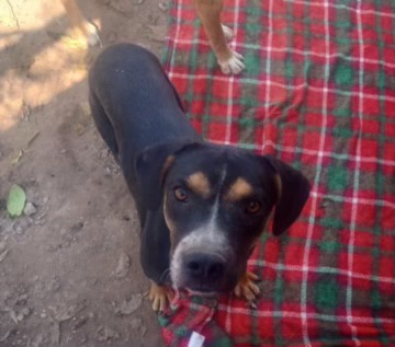 Enlarge Paige, a Adoptable mixed breed in East Dundee , IL image 3/3