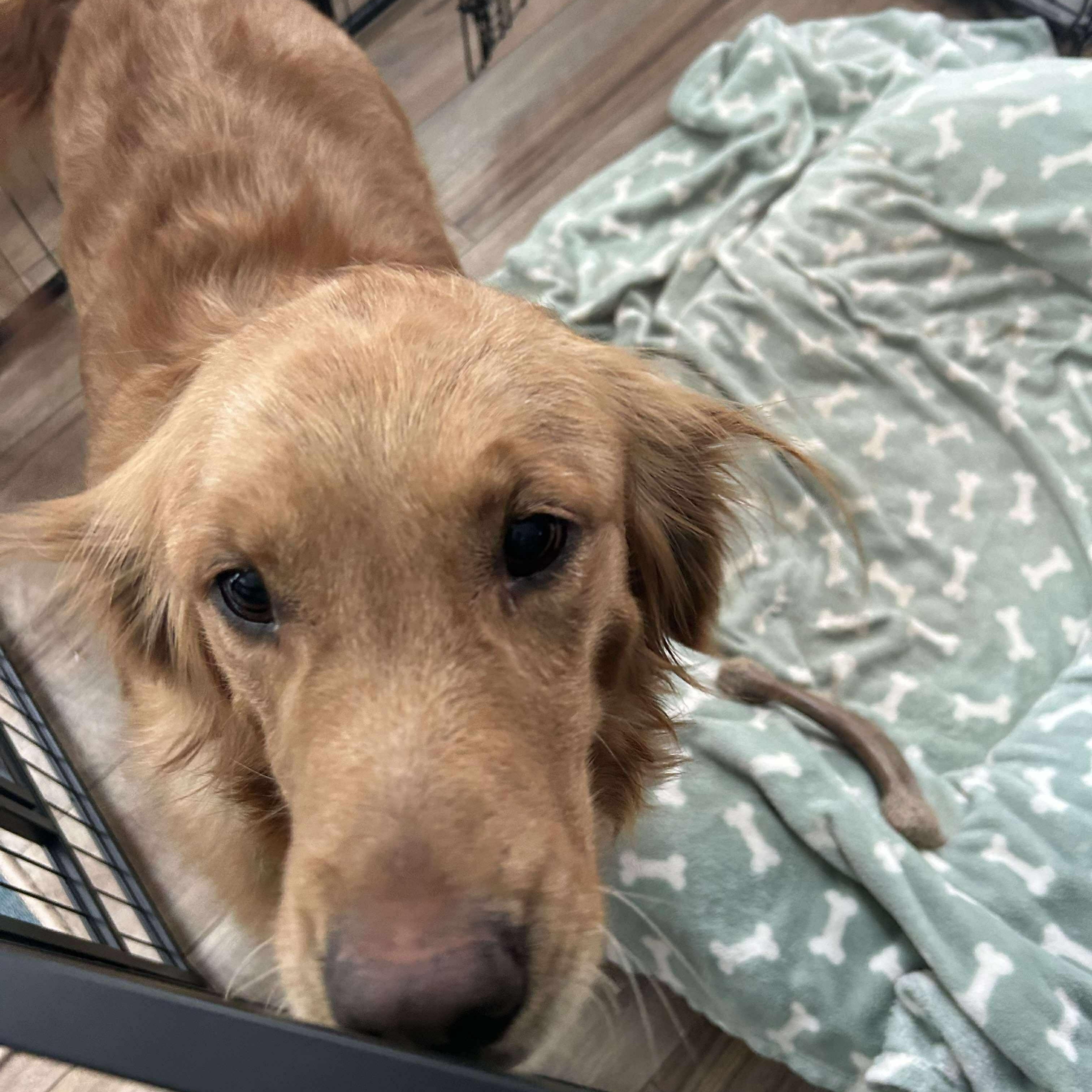 Bailey, a ADOPTABLE Golden Retriever in Williamson, NY image 3/6