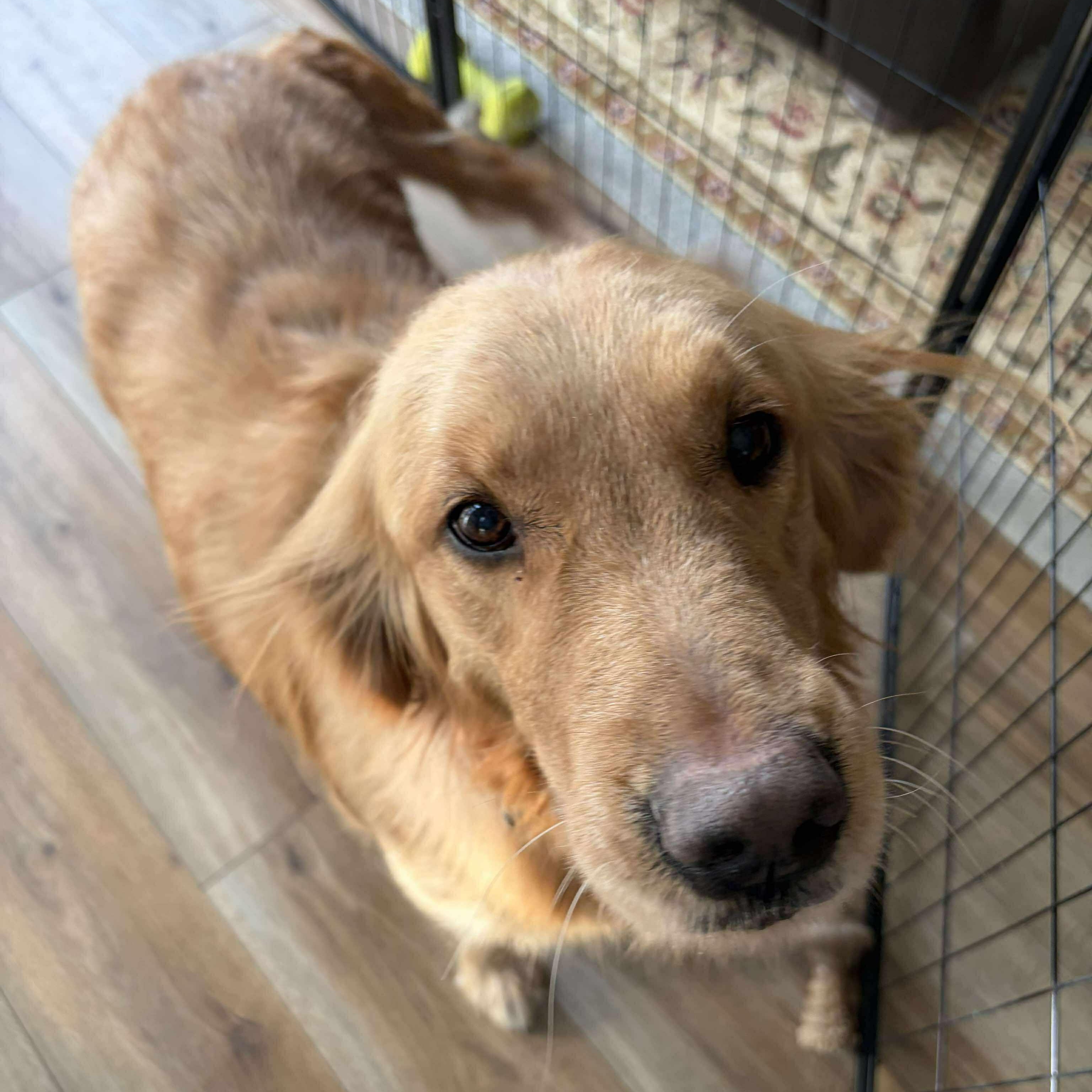Bailey, ADOPTABLE, Adult Female Golden Retriever.