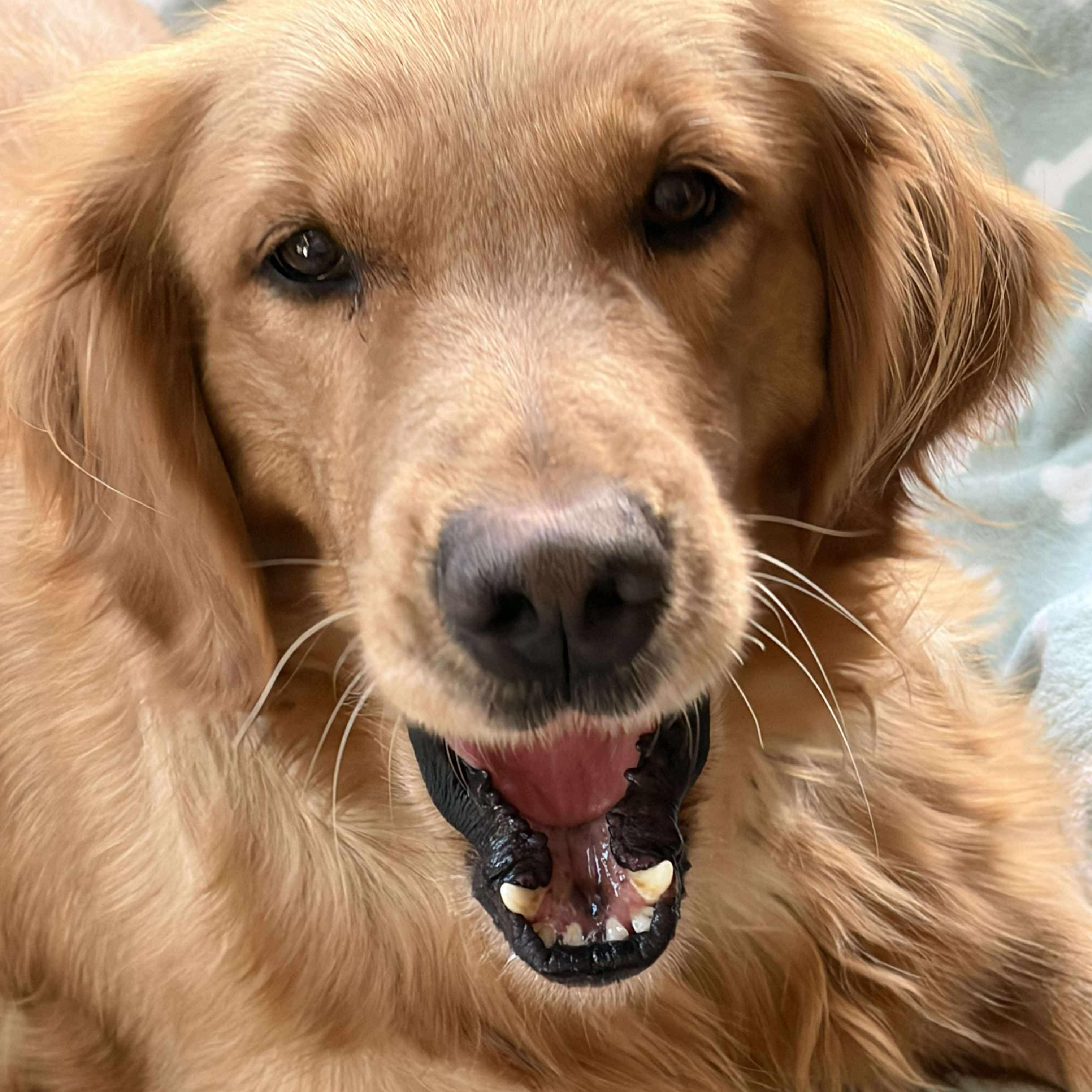 Bailey, a ADOPTABLE Golden Retriever in Williamson, NY image 2/6