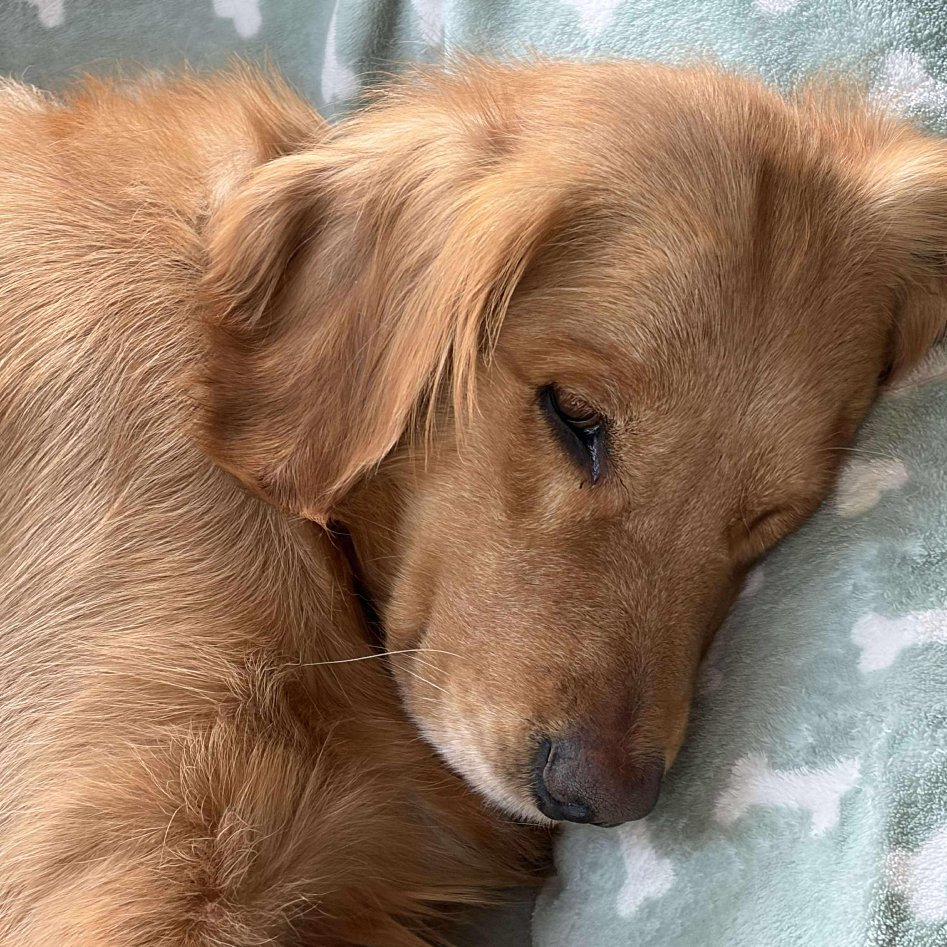Bailey, a ADOPTABLE Golden Retriever in Williamson, NY image 4/6