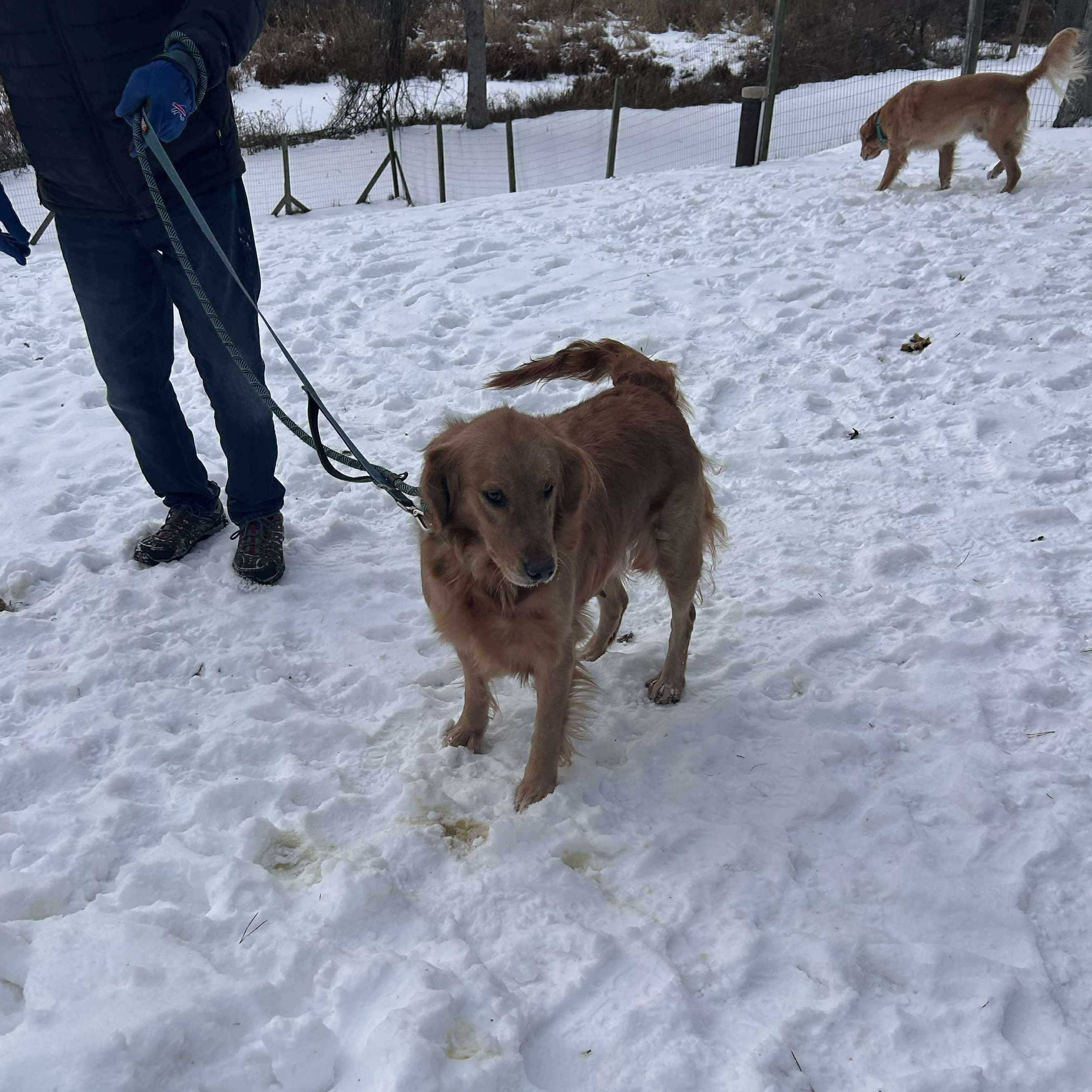 Bailey, a ADOPTABLE Golden Retriever in Williamson, NY image 5/6
