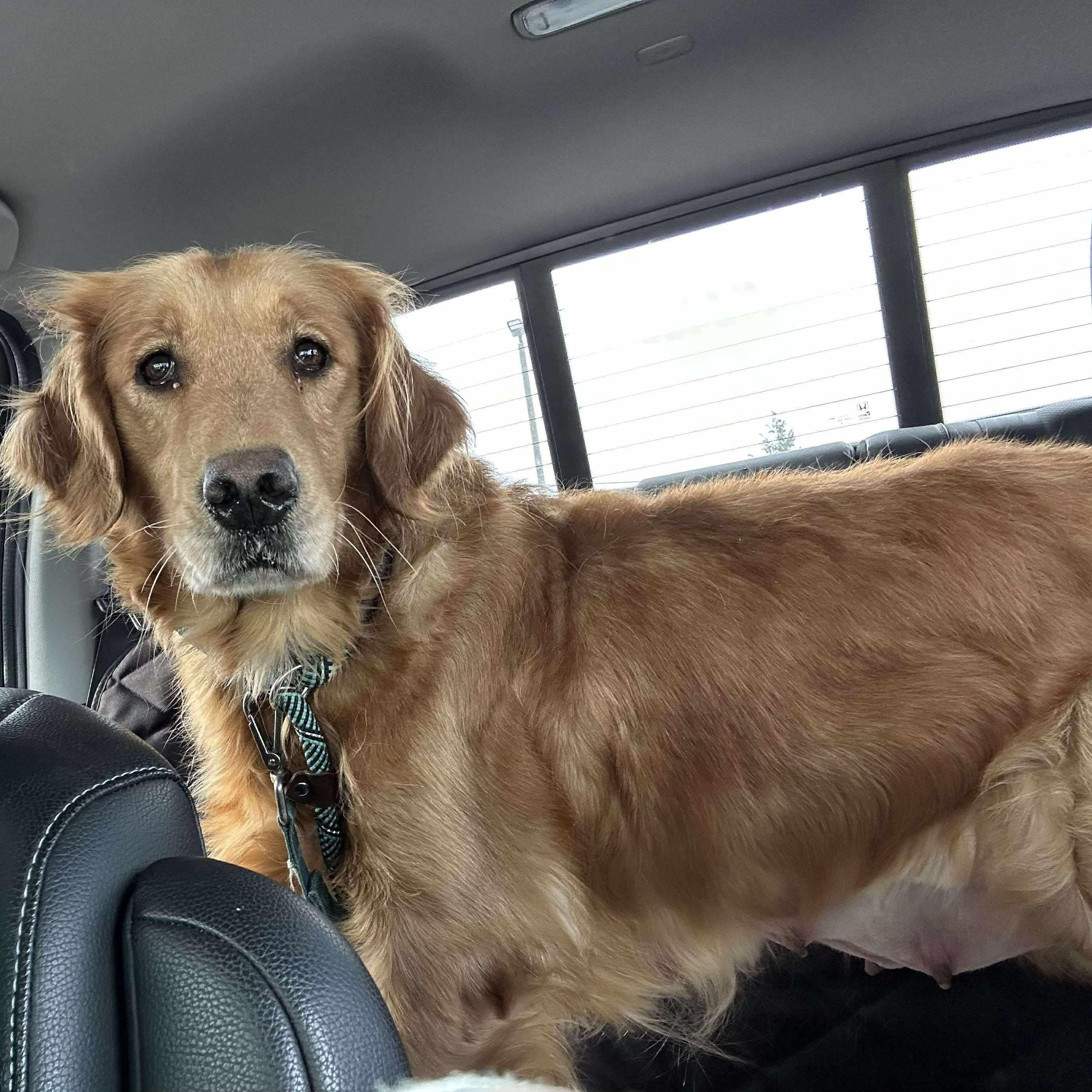 Bailey, a ADOPTABLE Golden Retriever in Williamson, NY image 6/6