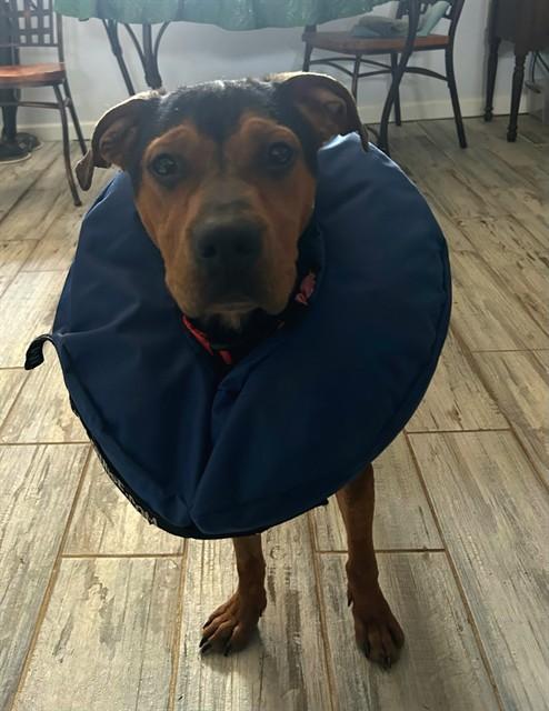 AVA, Adoptable, Young Female Rottweiler & Mixed Breed.