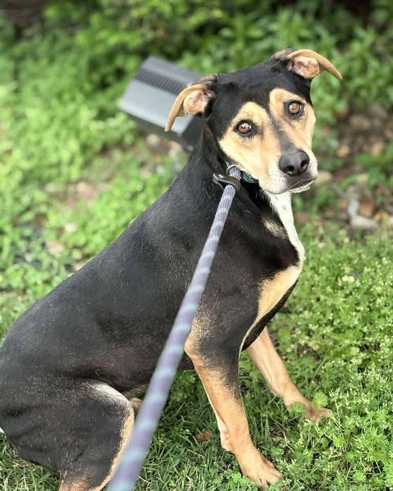 Enlarge Dessie, a Adoptable mixed breed in Evansville, IN image 1/5