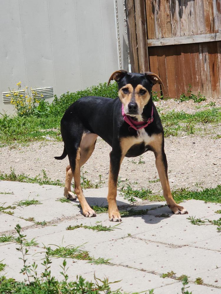 Enlarge Dessie, a Adoptable mixed breed in Evansville, IN image 2/5