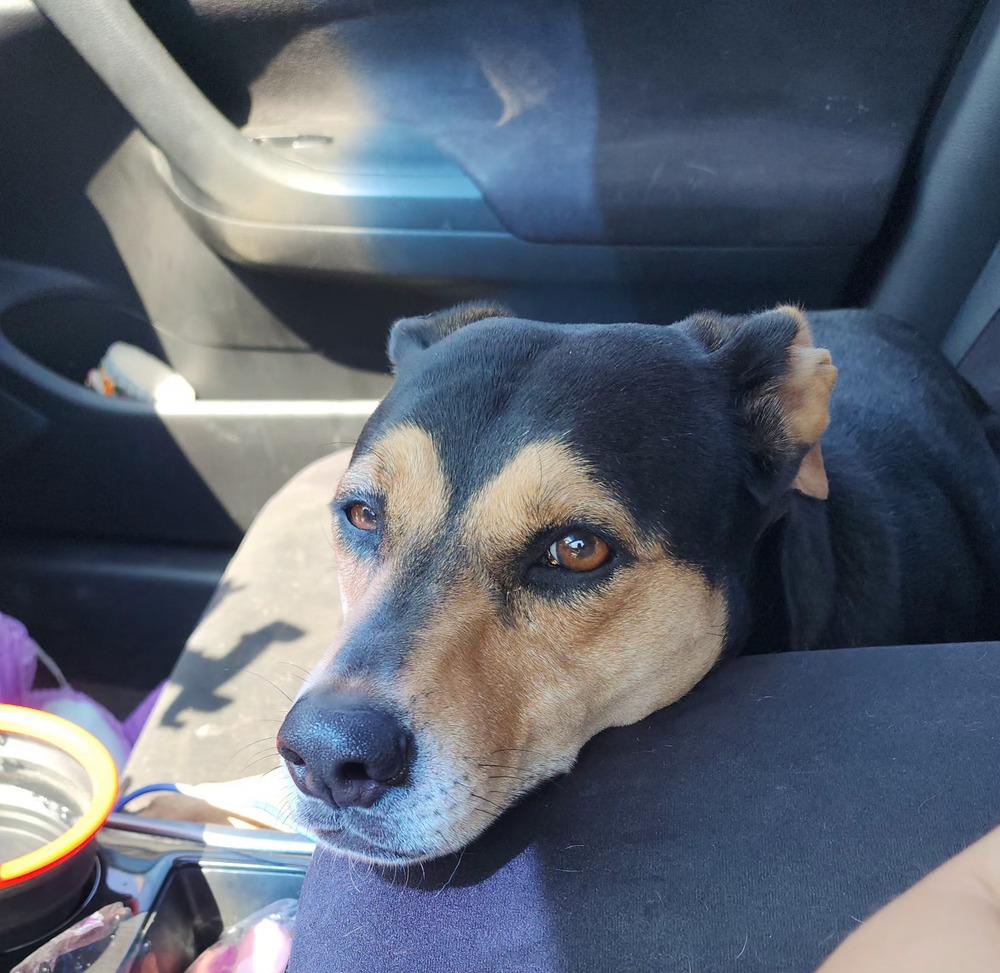 Enlarge Dessie, a Adoptable mixed breed in Evansville, IN image 3/5