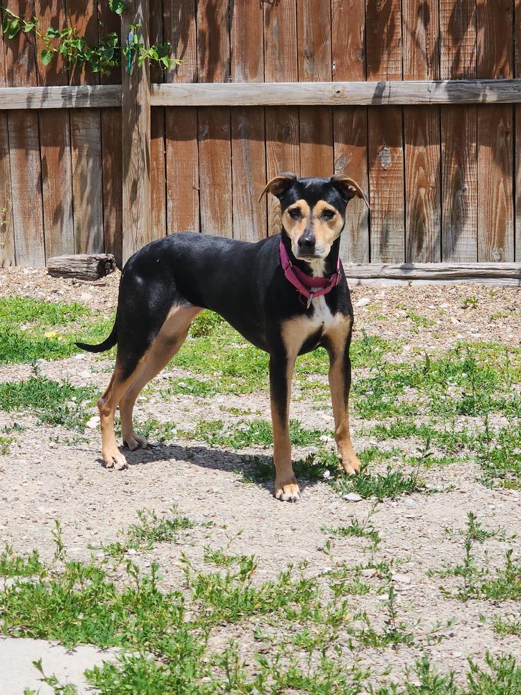 Enlarge Dessie, a Adoptable mixed breed in Evansville, IN image 4/5