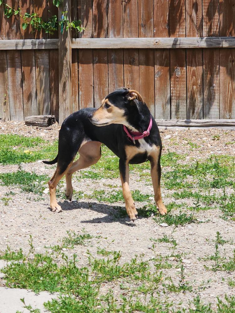Enlarge Dessie, a Adoptable mixed breed in Evansville, IN image 5/5