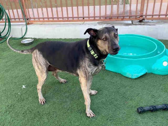 Enlarge PONGA, a Adoptable mixed breed in Carlsbad, CA image 1/1